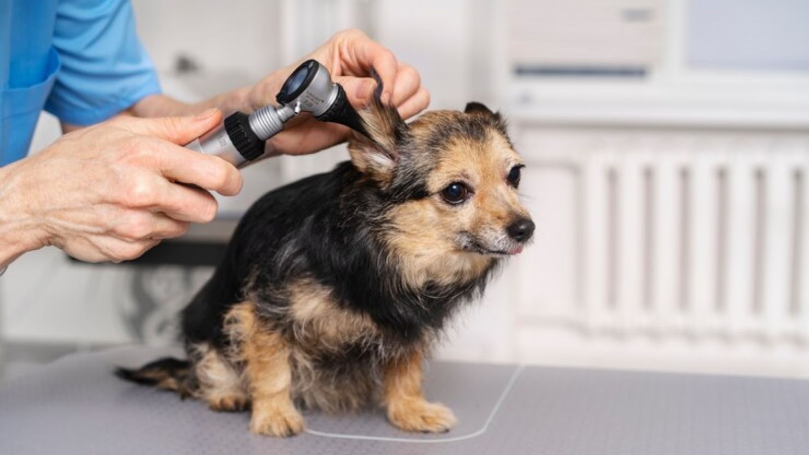 Why Ear Clеaning Is An Important Part of Dog Grooming?
