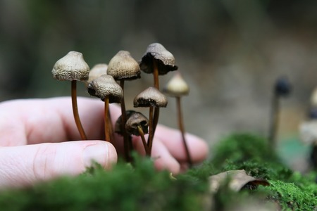 Debunking Myths and Misconceptions Around Magic Mushrooms